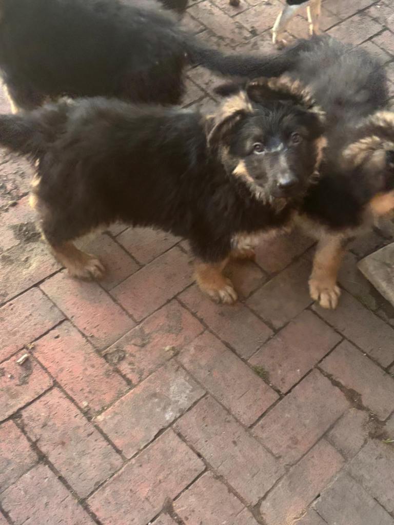 German Shepherd Pups