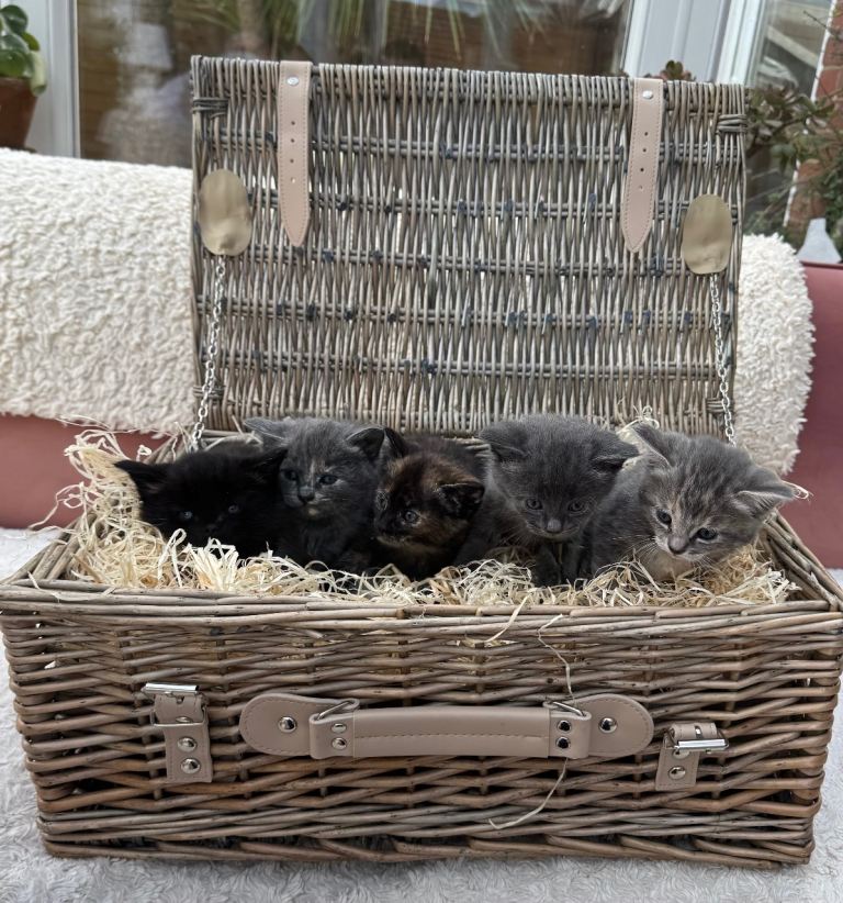 5 stunning Persian mix kittens 