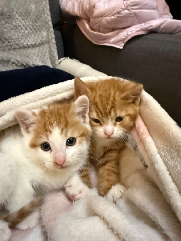 3 Kittens ❤️❤️❤️