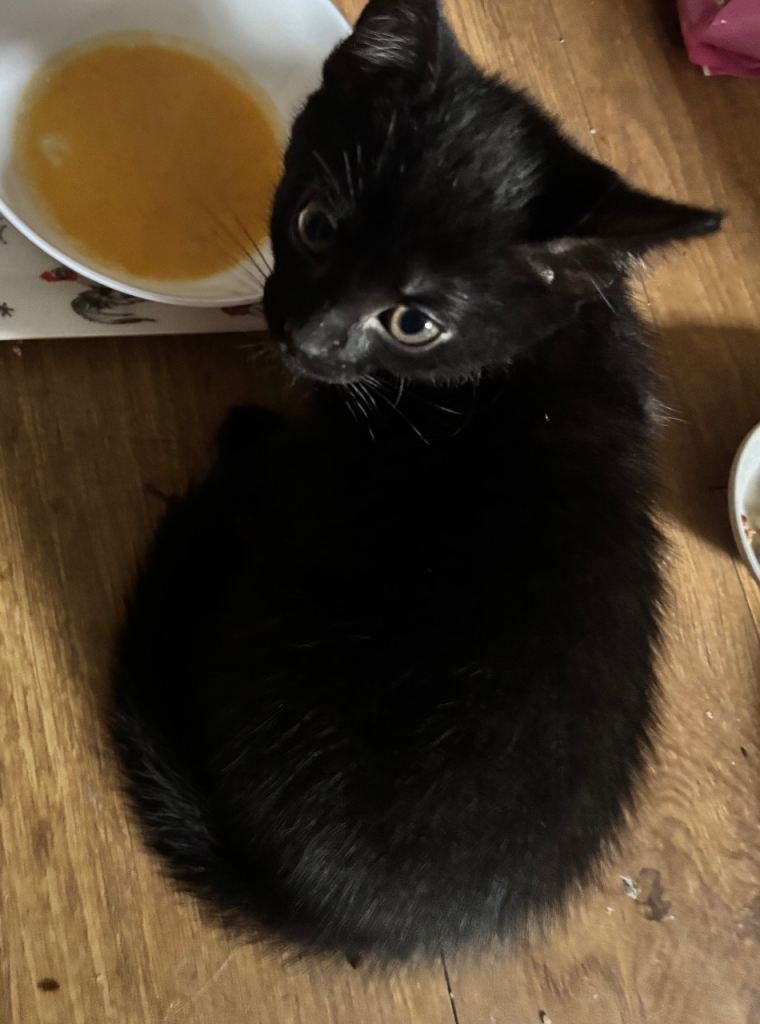 4 sweet kittens looking for a forever home