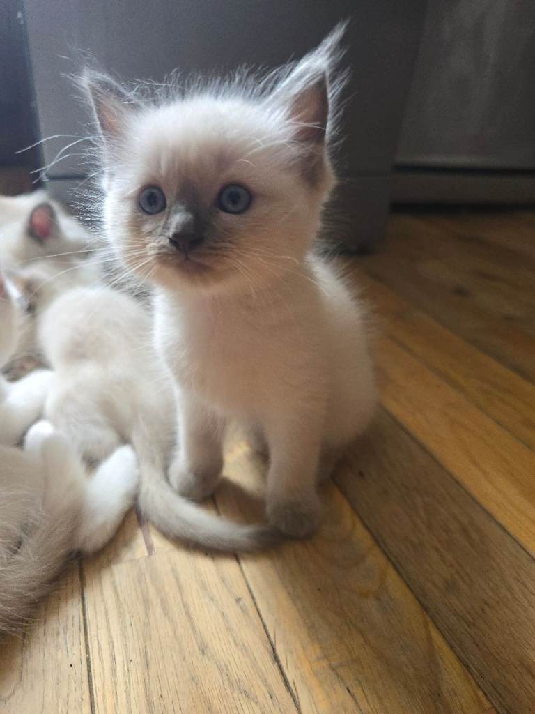 Beautiful Pure Ragdoll Kittens – Raised with Love – Edinburgh (PH64AD)