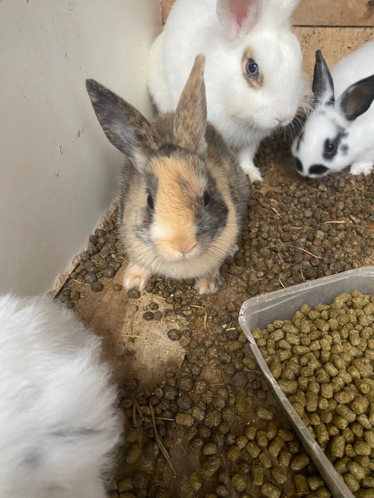 Baby bunnies ready to go , £20.00 for Sale in Enfield, London | Gumtree