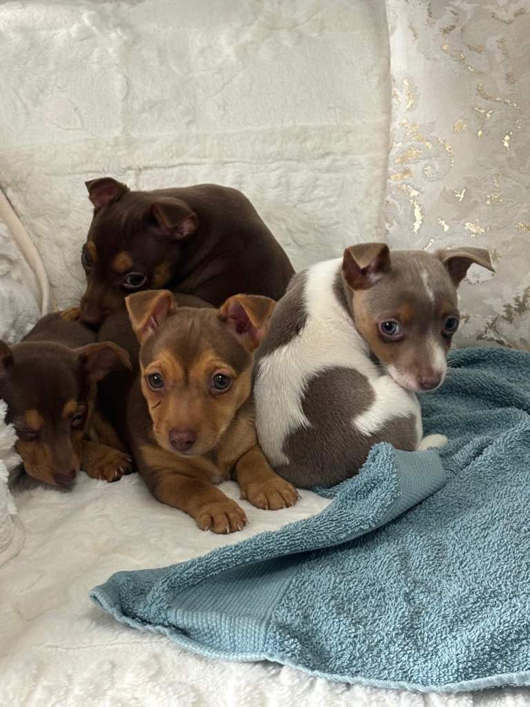 Jackrussel puppies 