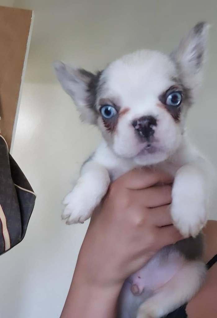 🐾 Beautiful Full Fluffy French Bulldog Puppies 🐾