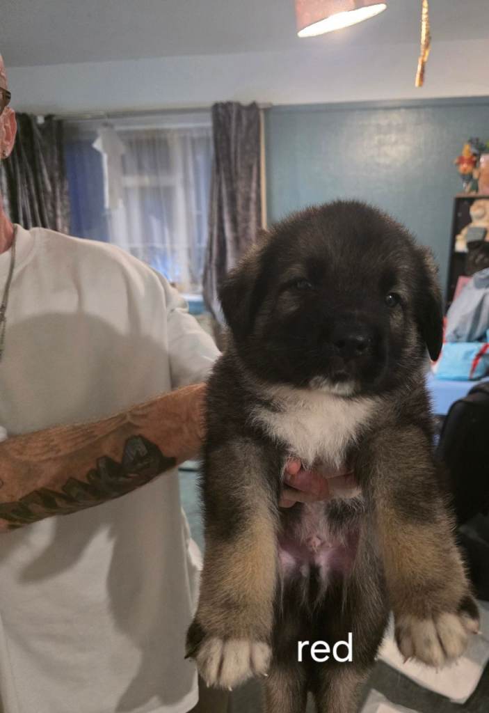 Caucasian shepherd x puppies