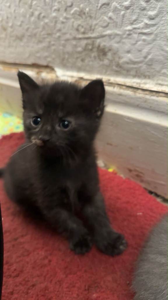 Kittens