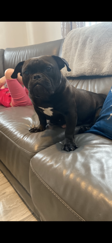 Female American micro bully age 5