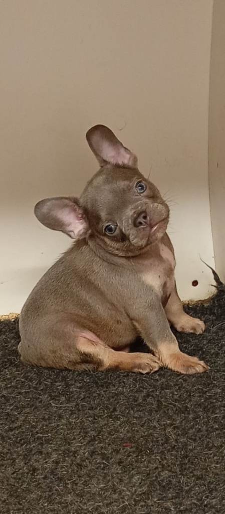 French bulldog puppies