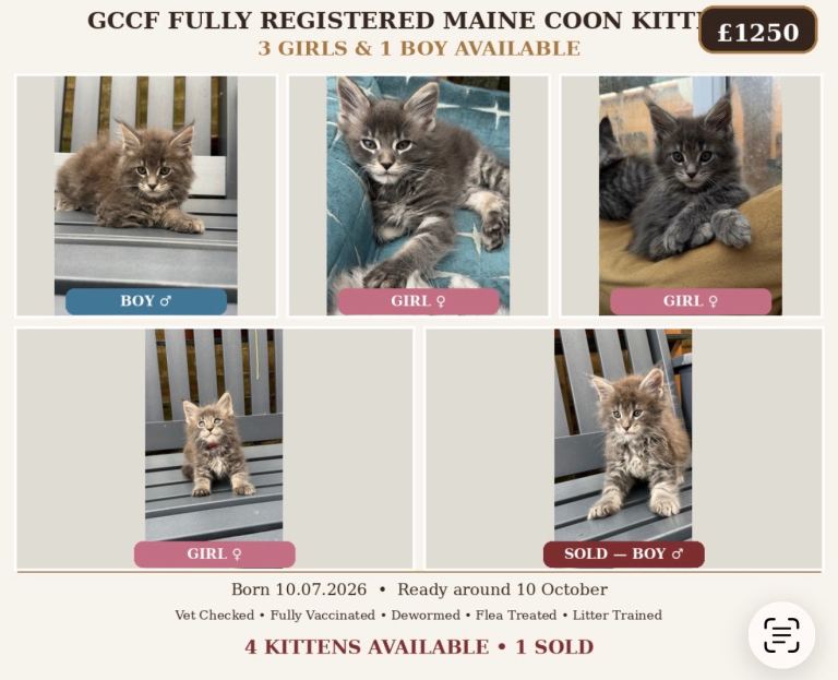 GCCF Fully Registered Maine Coon Kittens – 3 Girls & 2 Boys 🐾