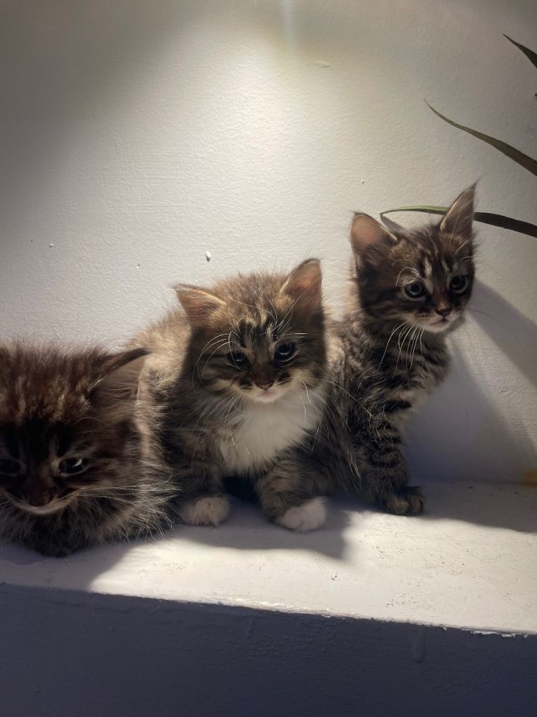 Maine coon kittens for sale
