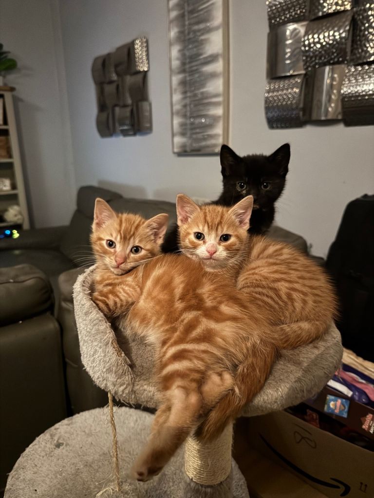 Playful, Loving Mixed Kittens Looking for Forever Homes