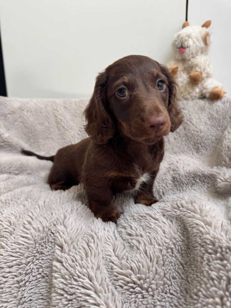 Miniature dachshund 