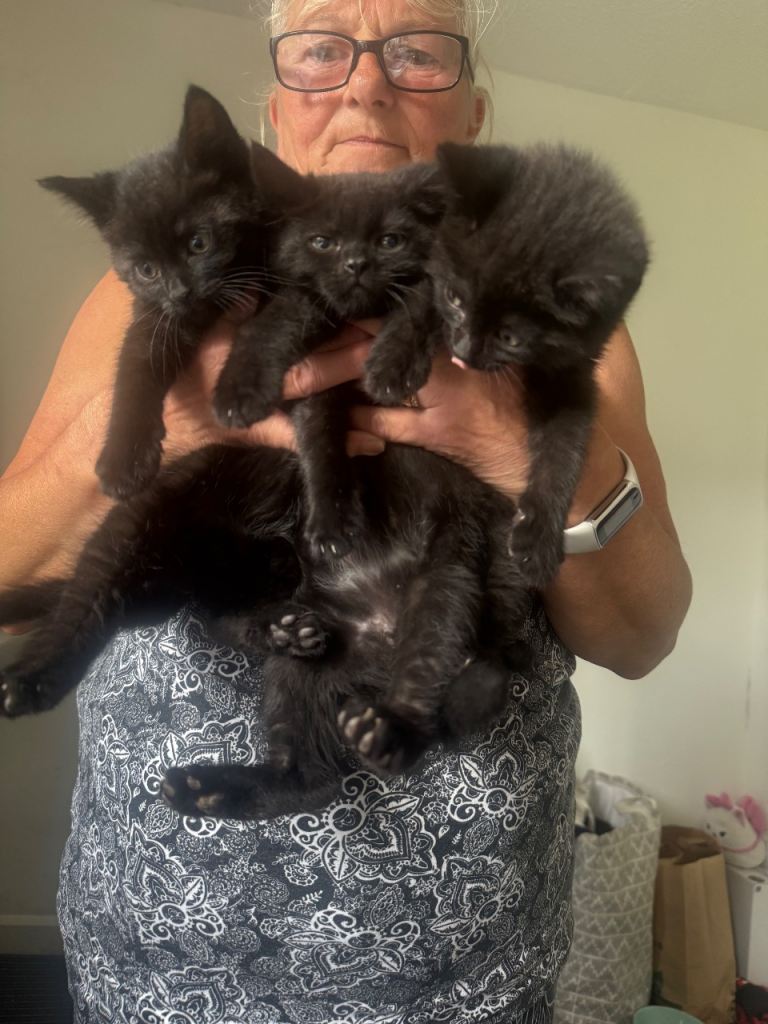Black Kittens 