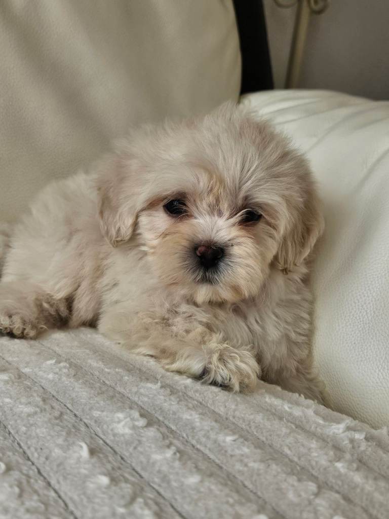 Shihpoo