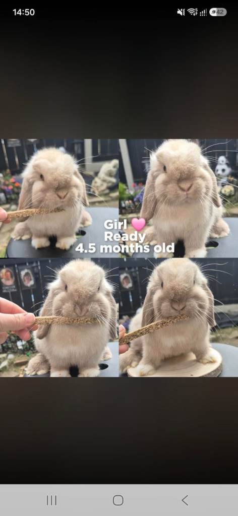 Mini Lop Bunnies 