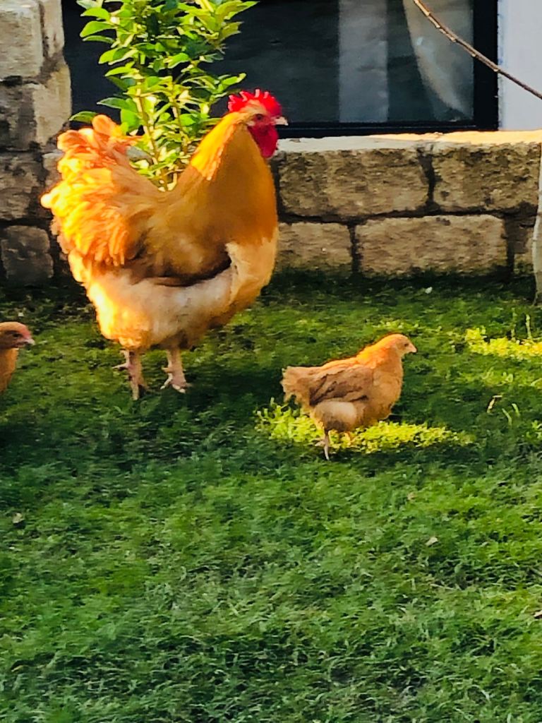 Chicken for sale 
