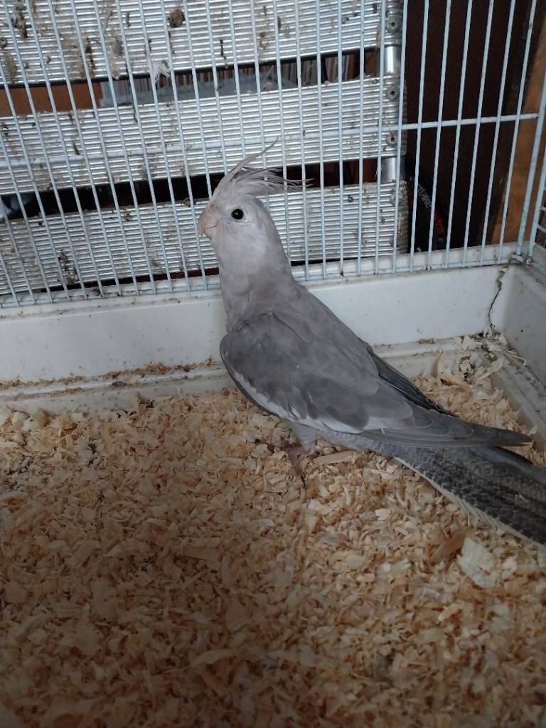 Cockatiels for sale 