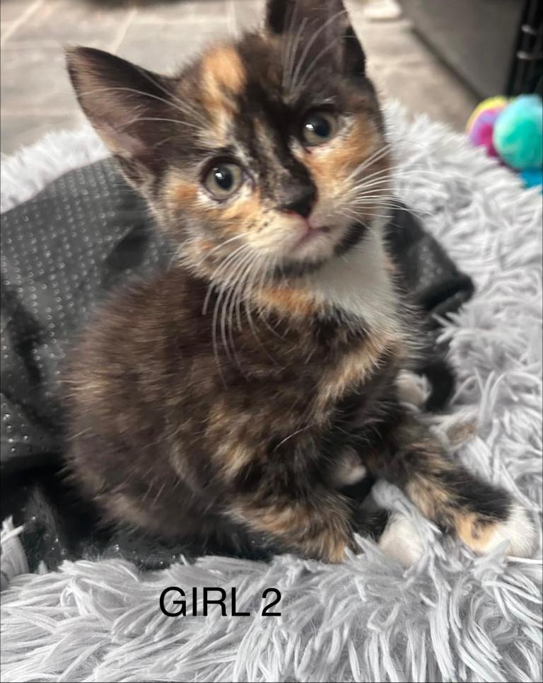 Kittens # 1 girl left. 1/2 Maine coon. 8 weeks and ready to leave