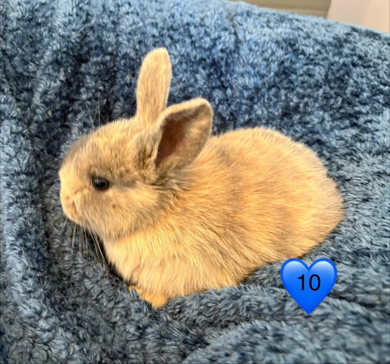 Pure bred mini lop bunnies - ONLY 3 LEFT!