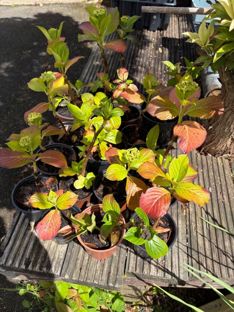 Hydrangea plants