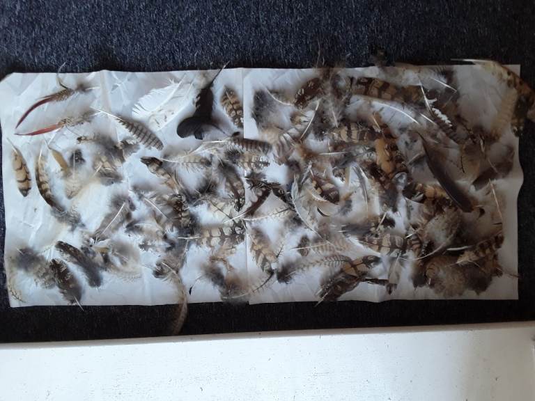 Eagle owl, Barn owl, Golden pheasant feathers