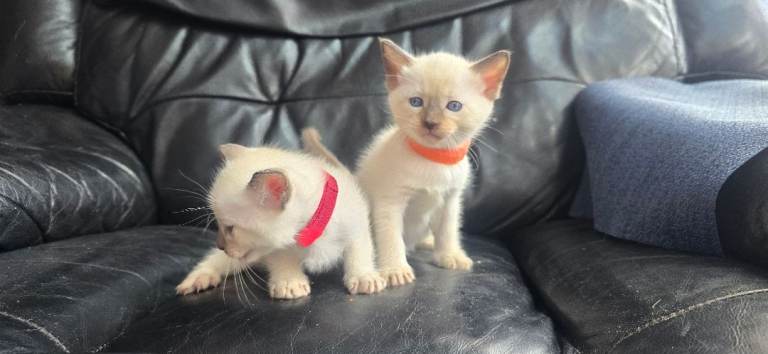 Stunning Siamese kittens for sale  1 female remaining 