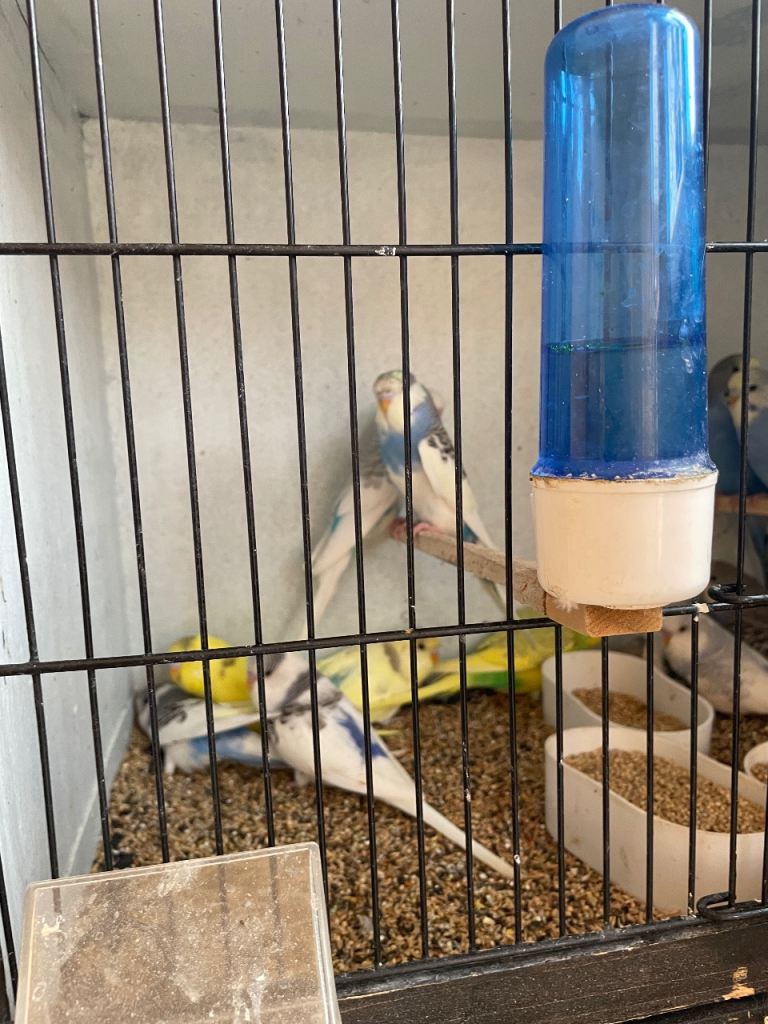 Baby budgies 