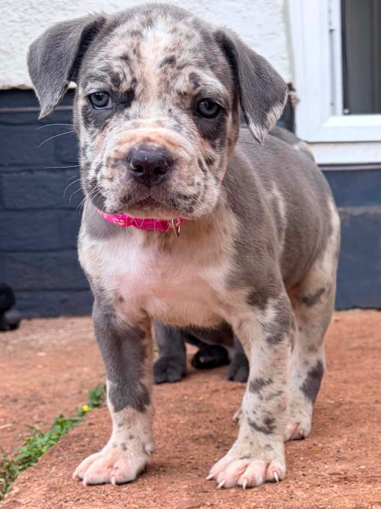 Cane corso x North American mastiff 