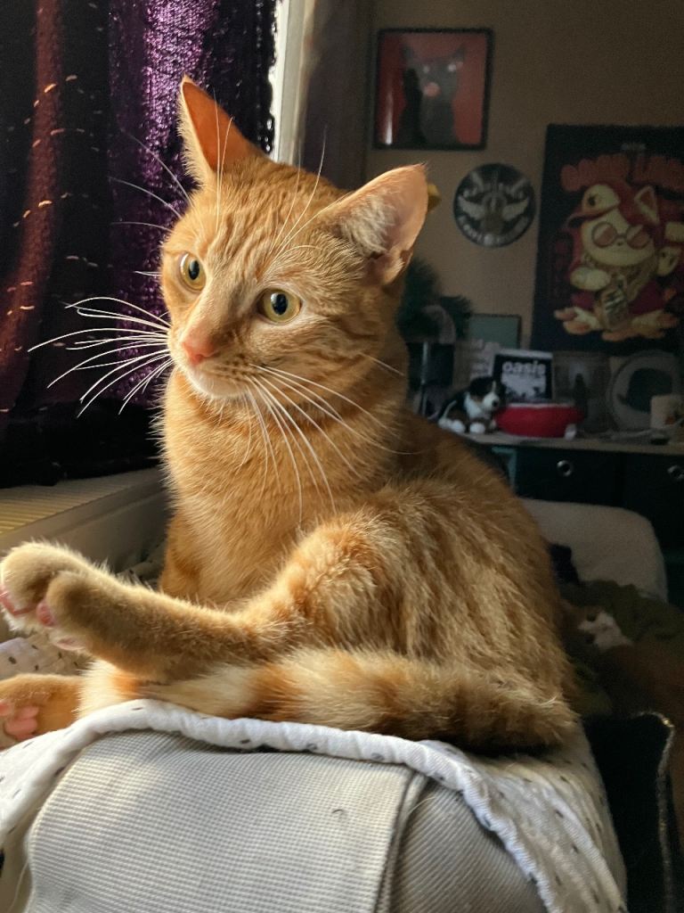 Cat for home