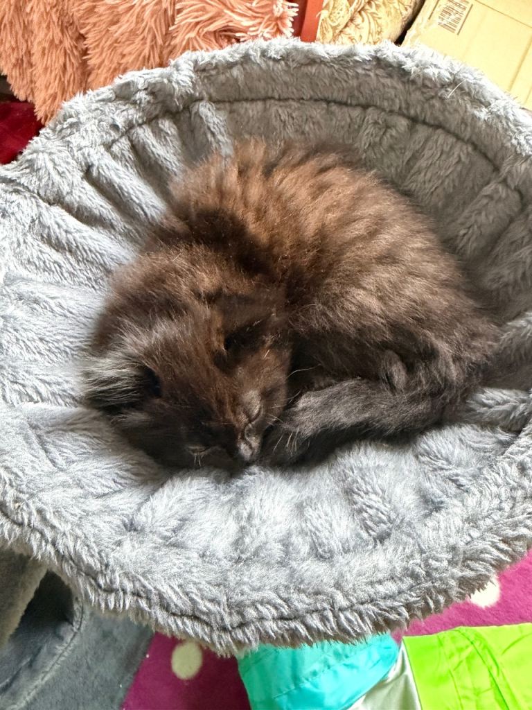 8 week old kitten