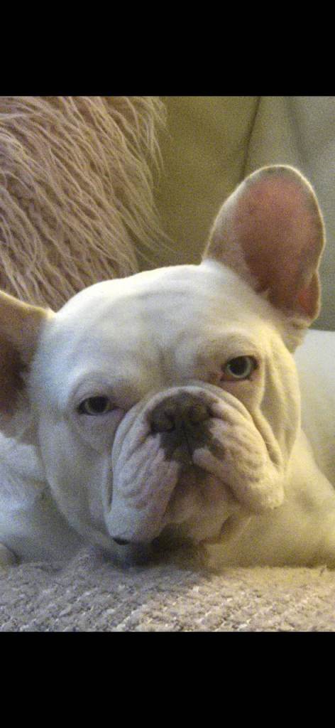 French Bulldog 