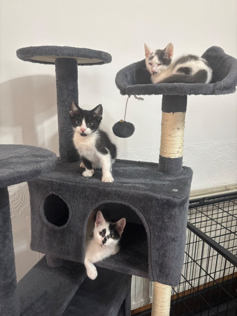3 kittens for Sale