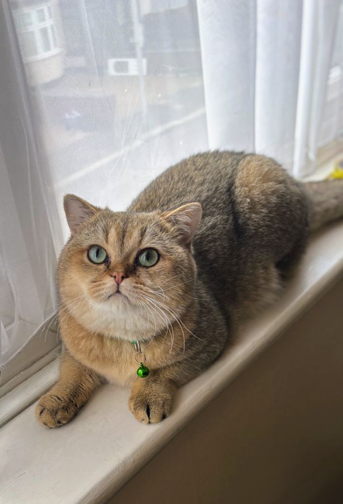 Golden British shorthair