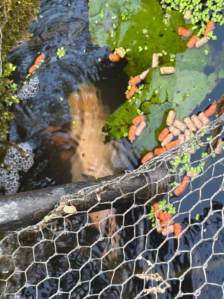 Pond fish - Free 