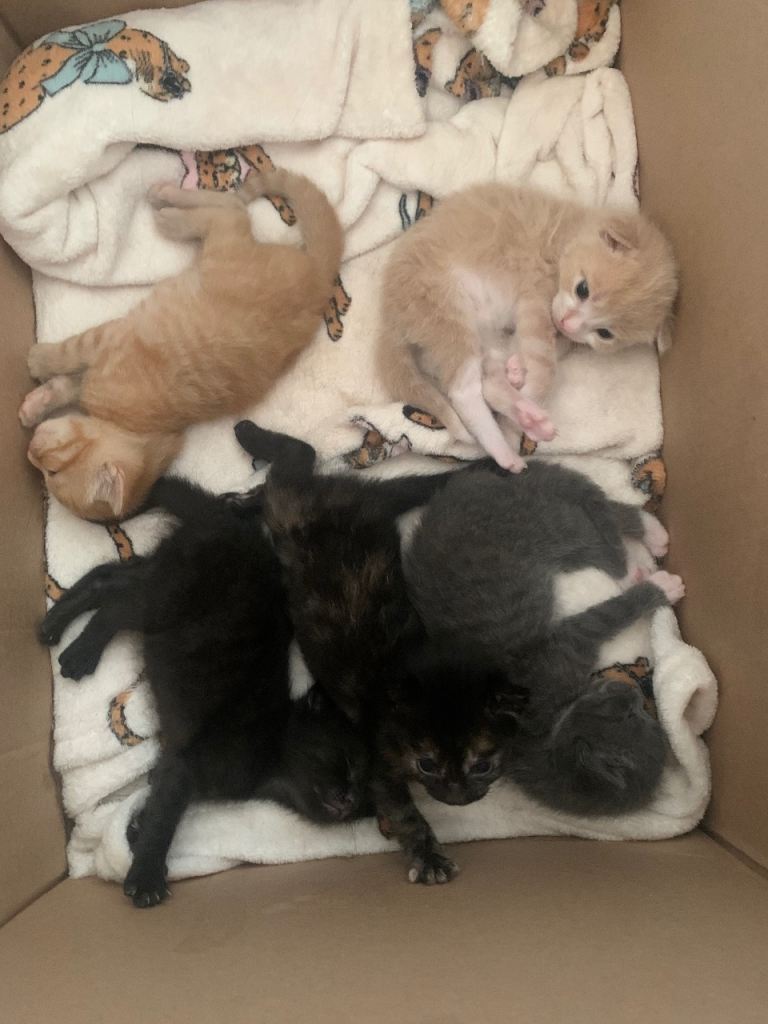🐾 5 KITTENS READY TO GO FROM SEPTEMBER 16TH