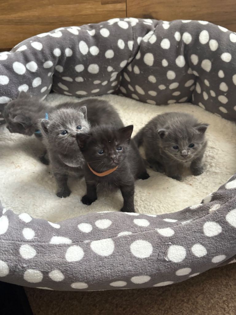 Beautiful kittens 