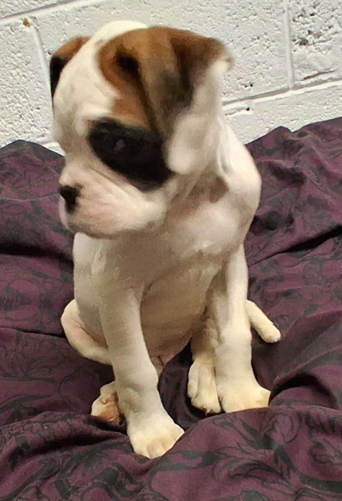 Kc registered white boy