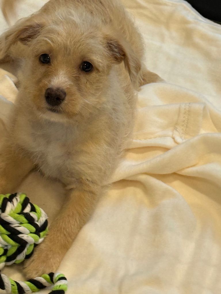 Beautiful f1 jackpoo puppies for sale 