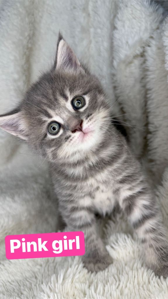 Maine coon x British shorthairs last girl left 