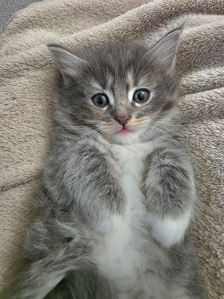 Stunning Fluffy Grey Ragdoll Cross Kitten – £575 – Glasgow