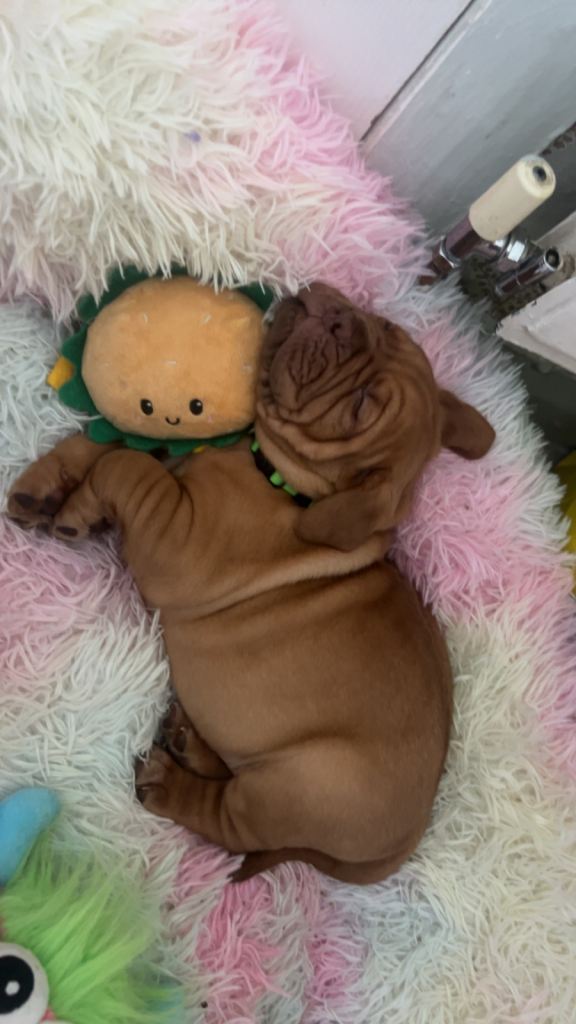 2 bitches left !!FULL KC PEDIGREE DOGUE DE BORDEAUX💗💙 