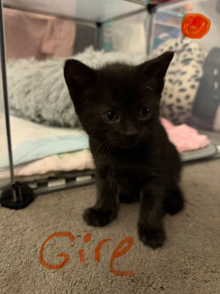 Kittens 