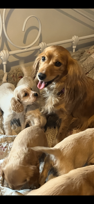 Cocker spaniel bitch 