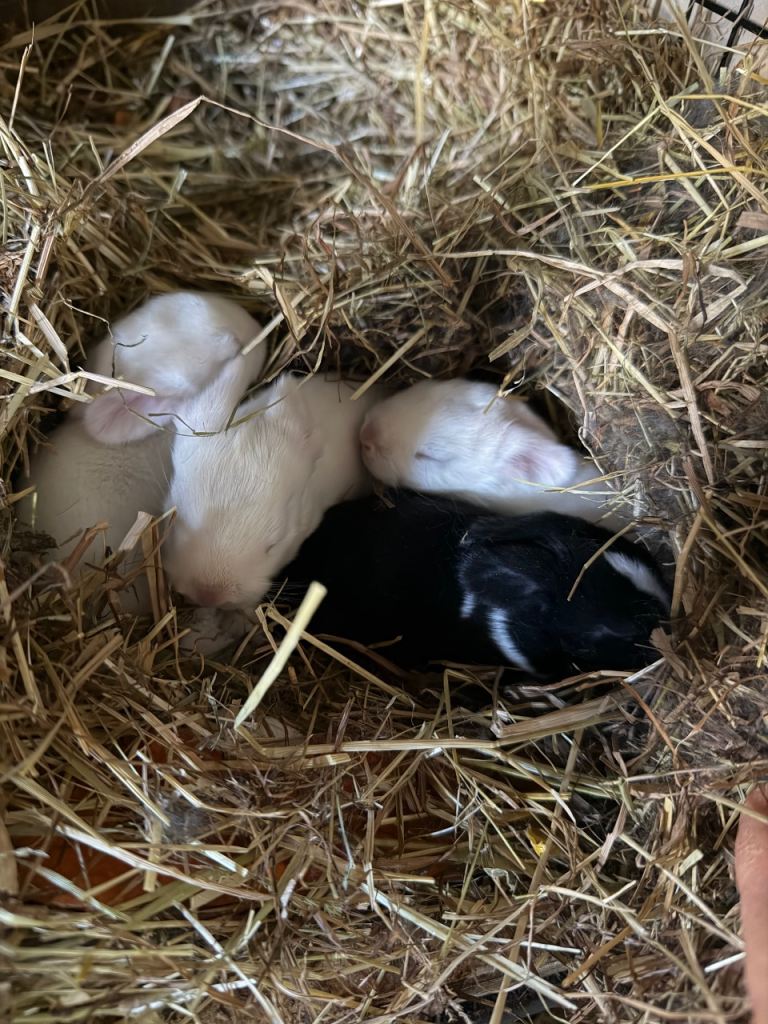 Baby Bunnies for sale!