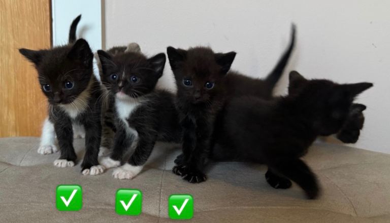 Sphynx Cross Kittens x6