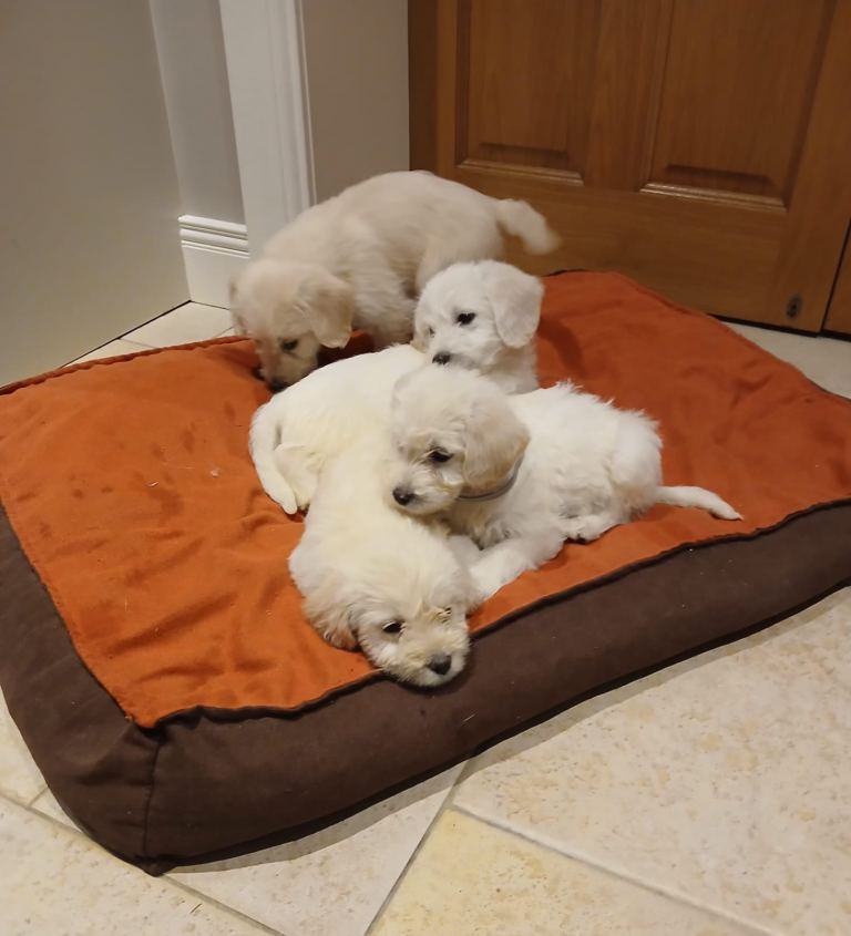 Labradoodle Pups