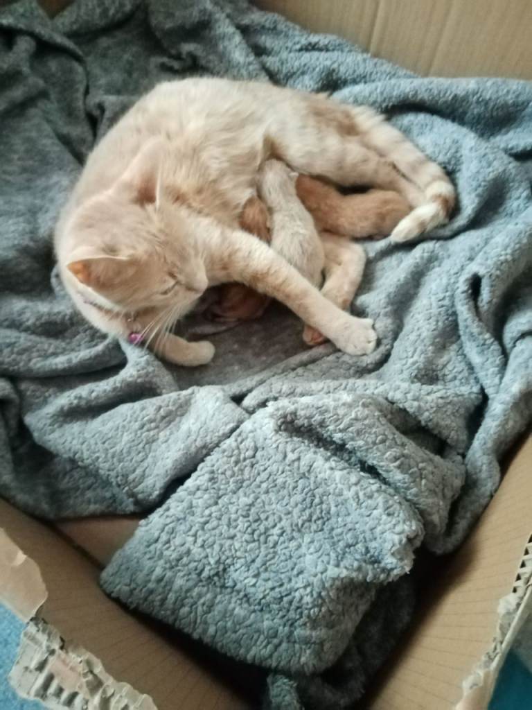 Cream kitten
