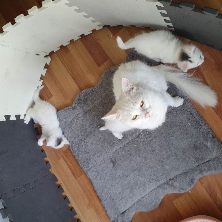 Turkish angora 3 kittens for sale