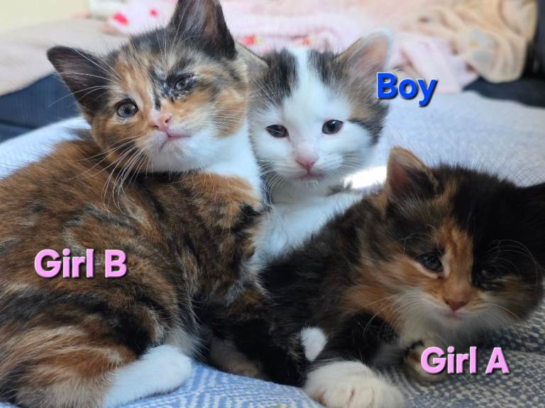3 Beautiful, Fluffy Kittens £300 READY NOW