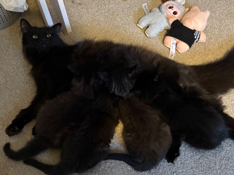 8 week old kittens. Maine coon x 